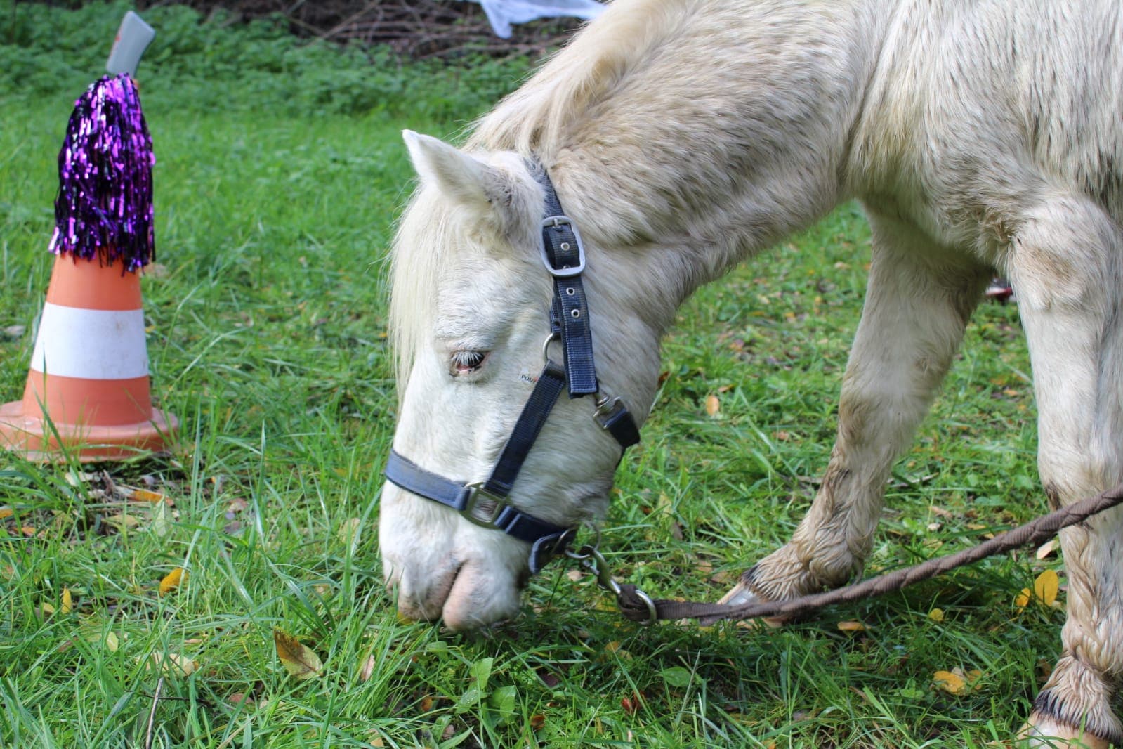 Cheval blanc broutant de l'herbe