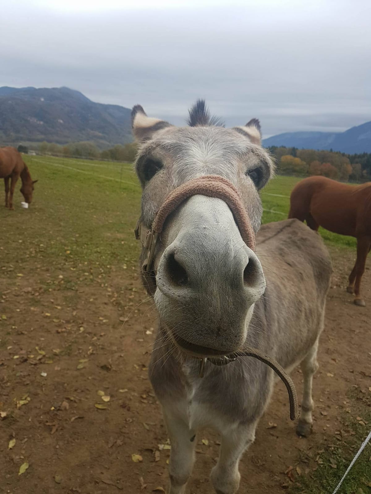 Cheval blanc broutant de l'herbe