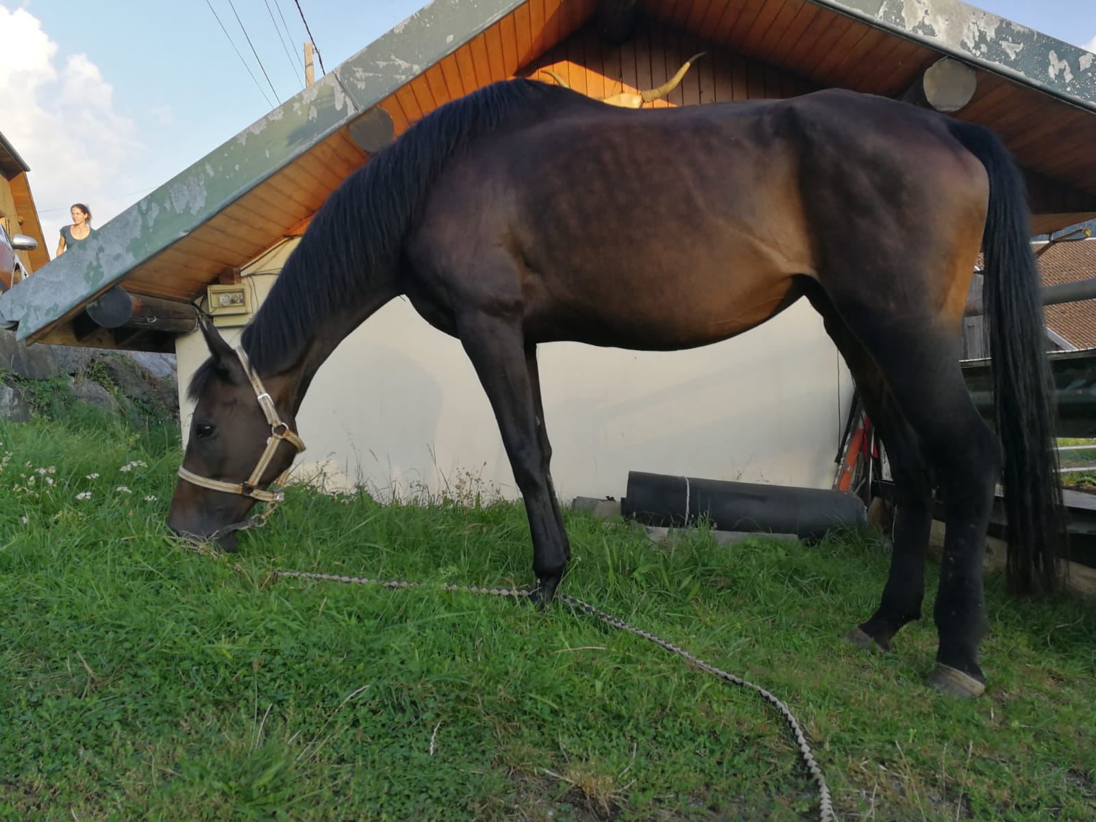 Cheval blanc broutant de l'herbe