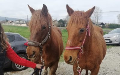 Bienvenue à Joy et Pako